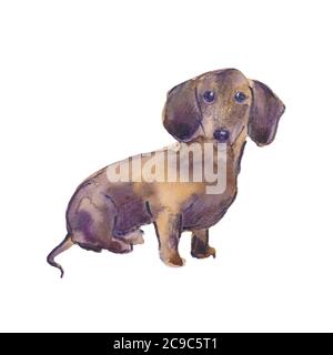 Illustrazione dipinta a mano di acquerello: Cane marrone dachshund. Schizzo Foto Stock