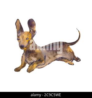 Illustrazione dipinta a mano di acquerello: Cane marrone dachshund. Schizzo Foto Stock