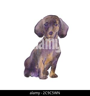 Illustrazione dipinta a mano di acquerello: Cane marrone dachshund. Schizzo Foto Stock