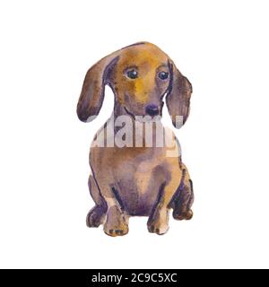 Illustrazione dipinta a mano di acquerello: Cane marrone dachshund. Schizzo Foto Stock