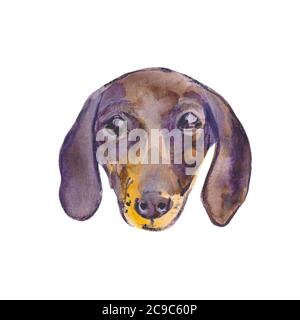 Illustrazione dipinta a mano di acquerello: Cane marrone dachshund. Schizzo Foto Stock