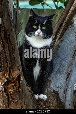 Una vista ritratto di un gatto nero domestico con naso bianco, colletto e sottoscocca in un ambiente esterno, fissando la fotocamera Foto Stock