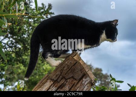 Gatto nero domestico con naso bianco, colletto e sottobosco in un ambiente esterno, che sta per saltare fuori da un albero Foto Stock