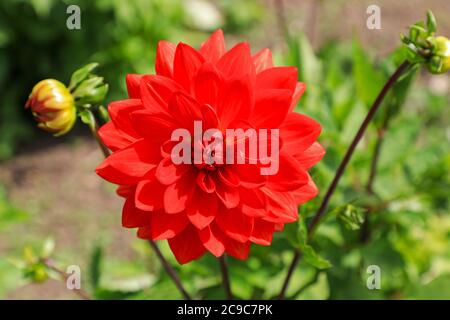 Primo piano di una testa di fiore rosso di una Dahlia 'Taratahi Ruby' alla National Dahlia Collection, Penzance, Cornovaglia, Inghilterra Foto Stock