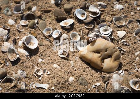 Pebbels e conchiglie sulla foce del fiume Wupper nel Reno Foto Stock