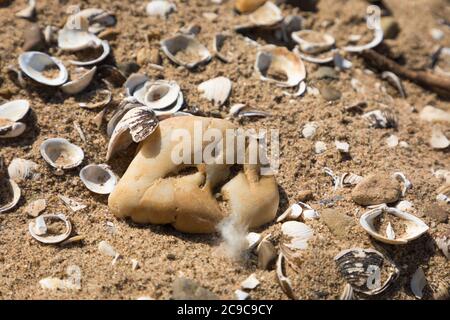 Pebbels e conchiglie sulla foce del fiume Wupper nel Reno Foto Stock