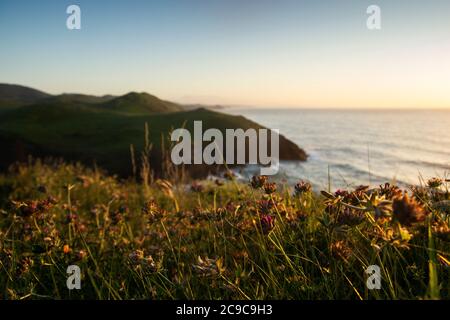 Paesaggio di un campo fiorito sulla cima di una collina, e una scogliera sullo sfondo con un bel tramonto Foto Stock
