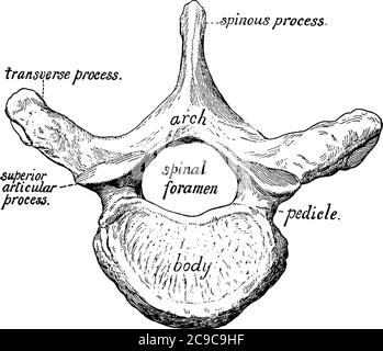 Figura di una vertebra, ci sono 33 vertebre che si interbloccano l'una con l'altra per formare la colonna vertebrale, il disegno della linea vintage o il rapporto di illustrazione Illustrazione Vettoriale