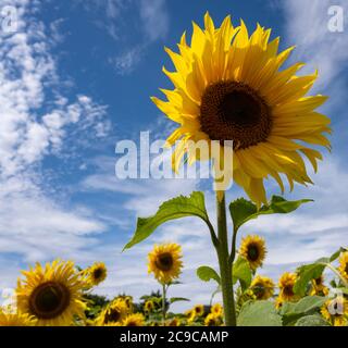 Sun Flower - Helianthus annuus Foto Stock