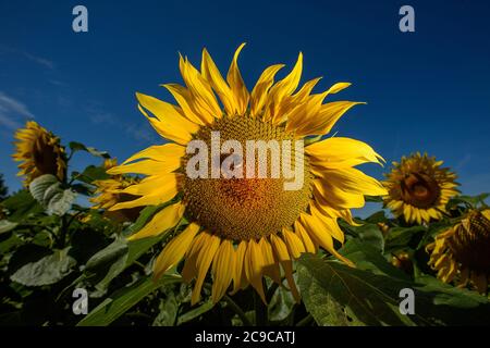 30 luglio 2020, Sassonia-Anhalt, Schleibnitz: Un bumblebee è seduto su un girasole in fiore. La metà dell'estate è arrivata nel paese. Il raccolto di grano è attualmente in corso mentre altri raccolti come mais e girasoli rimarranno nei campi per un po 'di tempo. Attualmente è caldo e asciutto e si prevede di rimanere in questo modo per il resto della settimana. Foto: Klaus-Dietmar Gabbert/dpa-Zentralbild/ZB Foto Stock