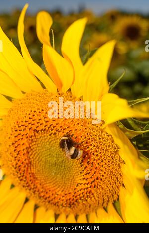 30 luglio 2020, Sassonia-Anhalt, Schleibnitz: Un bumblebee è seduto su un girasole in fiore. La metà dell'estate è arrivata nel paese. Il raccolto di grano è attualmente in corso mentre altri raccolti come mais e girasoli rimarranno nei campi per un po 'di tempo. Attualmente è caldo e asciutto e si prevede di rimanere in questo modo per il resto della settimana. Foto: Klaus-Dietmar Gabbert/dpa-Zentralbild/ZB Foto Stock