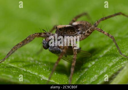 Ultimo tango. Ragno lupo, Lycosidae, seduto su una foglia e mangiare una mosca Foto Stock