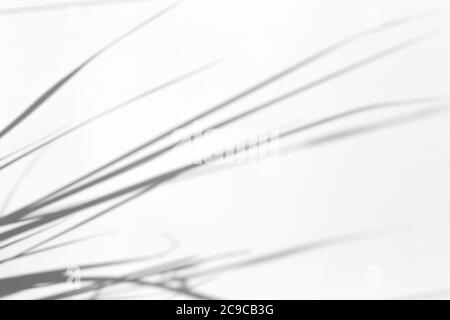 Effetto di sovrapposizione delle ombre per la foto. Erba e piante ombre su pareti bianche e pulite alla luce del sole Foto Stock