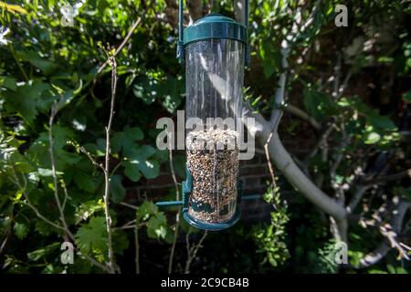 Bird feeder appeso su un albero di pera nel giardino di Londra Foto Stock