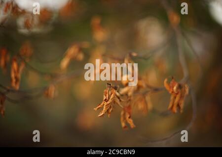 Closeup secco foglie brune sul ramo albero nella foresta. Foto Stock