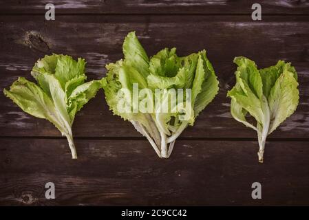 Modello da fresco Lattuga leaveson un tavolo di legno scuro. Insalata di Batavia Foto Stock