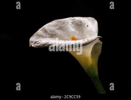 Calla Lily primo piano, immagine a colori Foto Stock