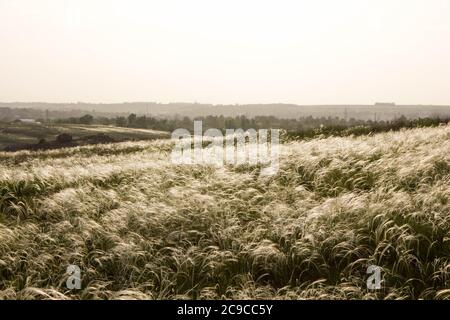 Il campo dei caposquadra durante la fioritura. Spazio ed estate. Cielo bianco e campo Foto Stock