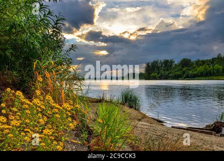 Splendido tramonto estivo sul fiume tra le nuvole di cumuli. Il sole si nuvola attraverso le nubi oscure del cumulo - cielo illuminato stupefacente. Fiori gialli selvatici g Foto Stock