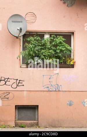 Piante di pomodoro che crescono in un grande contenitore su un davanzale in una città in Germania. Foto Stock