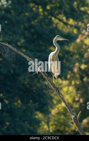 Airone grigio, Ardea cinerea, sul ramo di un albero morto Foto Stock