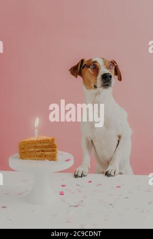 Concetto di compleanno del cane. Carino cane pedigree indossa spetacles rotondi, posa vicino torta di festa con candela bruciante, gode partito organizzato dal proprietario, isolato Foto Stock