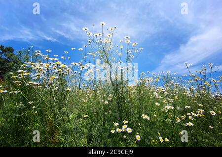 Fiori di camomilla con lunghi petali bianchi. Fioritura di margherite nel prato verde estivo soleggiato. Oxeye daisy, Leucanthemum vulgare. Erba medicinale. Foto Stock