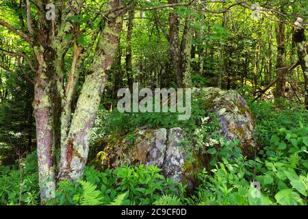 Primo piano di vegitazioni e rocce trovate nella foresta del Grayson Highlands state Park in Virginia Foto Stock