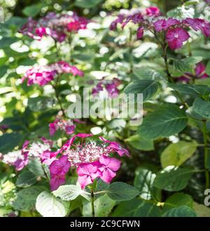 Un hydrangea lacecap presso abbotsbury Subtropical Gardens nella costa Dorset Jurassic vicino a Chesil Beach Foto Stock