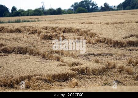 Campo di grano appiattito da pioggia, campo di grano maturo danneggiato da vento e pioggia. Lituania Foto Stock