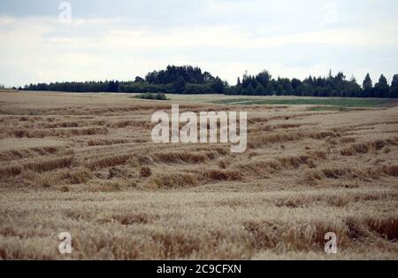 Campo di grano appiattito da pioggia, campo di grano maturo danneggiato da vento e pioggia. Lituania Foto Stock