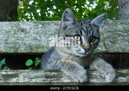 Adorabile gattino sdraiato su una panchina di legno in un parco con sfondo sfocato Foto Stock