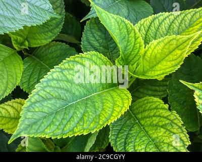 closeup di foglie di idrangea in giardino in estate Foto Stock