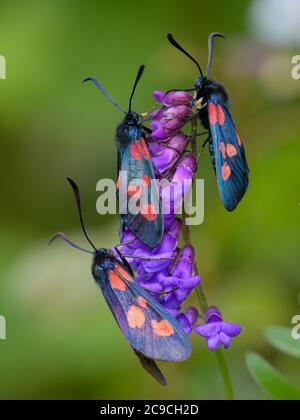 Burnets a cinque punti con bordo stretto (zygaena lonicerae), riposanti su un fiore un giorno di clody. Foto Stock