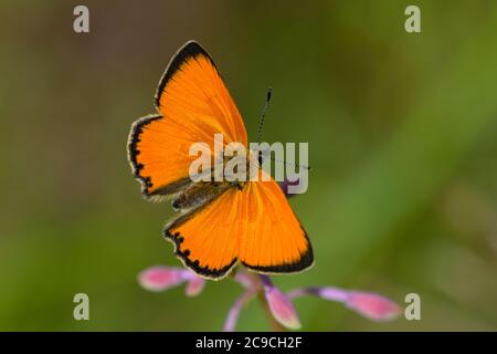 Scarce di rame (lycaena virgaureae) maschio, poggiato su un Rosebay willoweb (Chamaenerion angustifolium) esponendo le sue ali al sole. Foto Stock