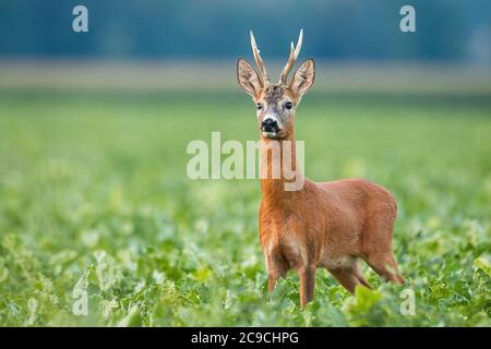 Alert capriolo in piedi su campo nella natura estiva. Foto Stock