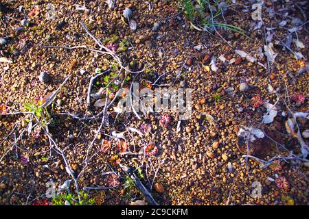 Rosette rosse e gialle della Drosera squamosa, una rugiada carnivora, in habitat naturale nel sud-ovest dell'Australia, vista dall'alto Foto Stock