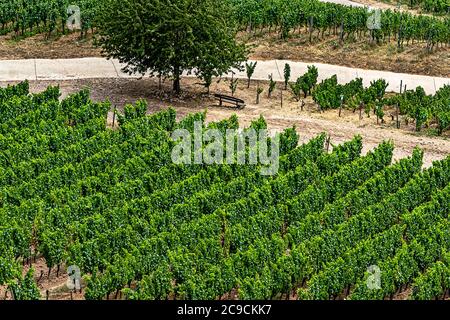 Famosi vigneti della città vinicola Rudesheim am Rhein, Stato dell'Assia, Germania Foto Stock