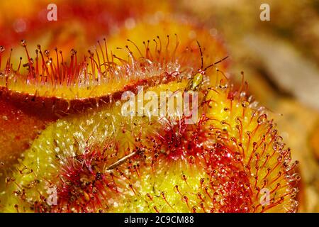 Setocoris droserae, un bug che vive sulle foglie Drosera squamosa, una rugiada carnivora nel suo habitat naturale nel sud-ovest dell'Australia occidentale Foto Stock