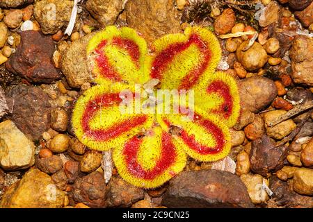 Rosetta rossa e gialla della Drosera squamosa, un'alba carnivora nel suo habitat naturale nell'Australia occidentale sudoccidentale Foto Stock