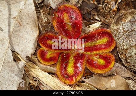 Rosetta rossa e gialla della Drosera squamosa, un'alba carnivora nel suo habitat naturale nell'Australia occidentale sudoccidentale Foto Stock