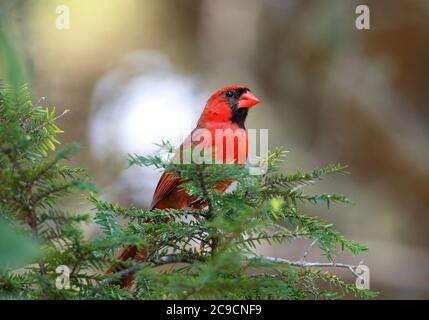 Un cardinale maschile (Cardinalidae) in un albero a Capo Cod, USA Foto Stock