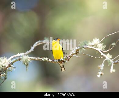 Un maschio americano Goldfinch (Spinus trustis) un ramo di un albero di Cape Cod, Stati Uniti Foto Stock