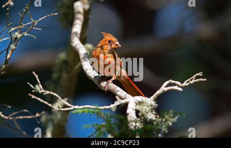 Un cardinale maschile (Cardinalidae) in un albero a Capo Cod, USA Foto Stock