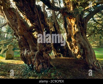 Antico albero di tasso con tronco cavo, Chiesa di tutti i Santi, Farringdon, Hampshire, Inghilterra Foto Stock