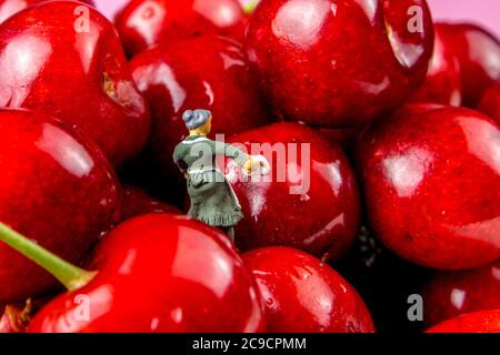 raccolta di molte ciliegie in ciotole bianche in ceramica su sfondo rosso isolate con figurine in miniatura che lavorano la pulizia della frutta Foto Stock