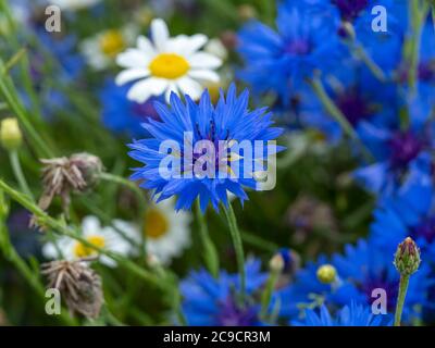 Primo piano di un fiore di mais blu, Centaurea cyanus, in un prato di fiori misti Foto Stock