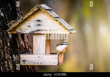 Nuthatch di uccello nell'alimentatore di uccello è alimentato con semi Foto Stock