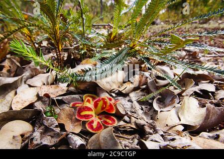 Rosetta rossa e gialla della Drosera squamosa, una rugiada carnivora in habitat naturale nel sud-ovest dell'Australia, vista grandangolare Foto Stock