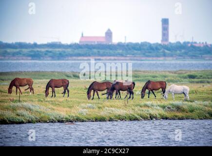 28 luglio 2020, Meclemburgo-Pomerania occidentale, Fährdorf: I cavalli pascolano su un piccolo promontorio nella Baia di Wismar sullo sfondo della città anseatica. Foto: Jens Büttner/dpa-Zentralbild/ZB Foto Stock